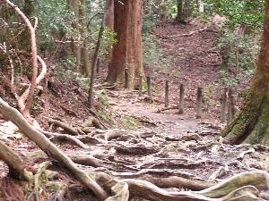 天狗の山