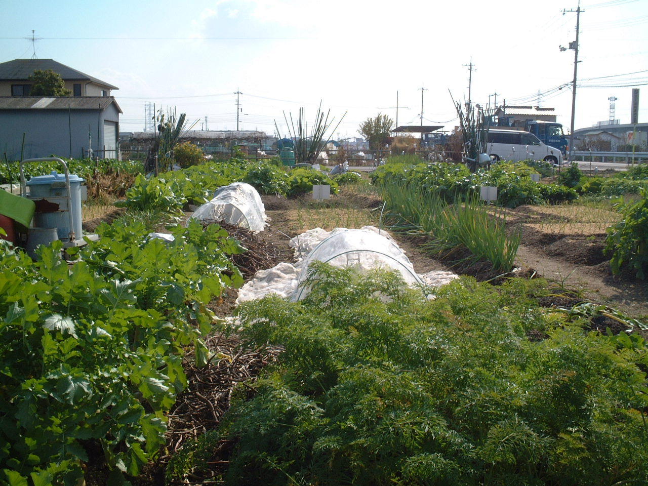 家庭菜園