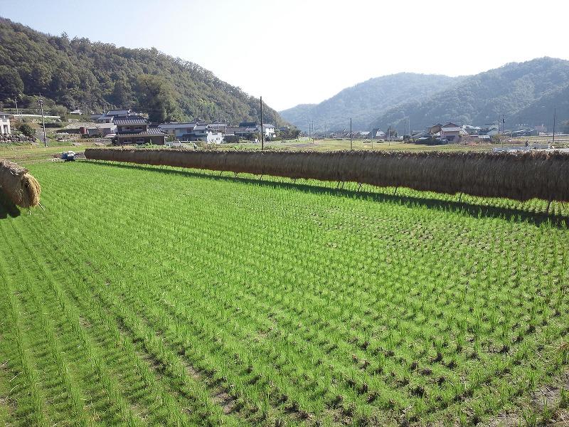 田園風景　業務部　有安敏