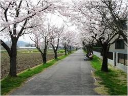 2005年4月8日七分咲きの桜並木