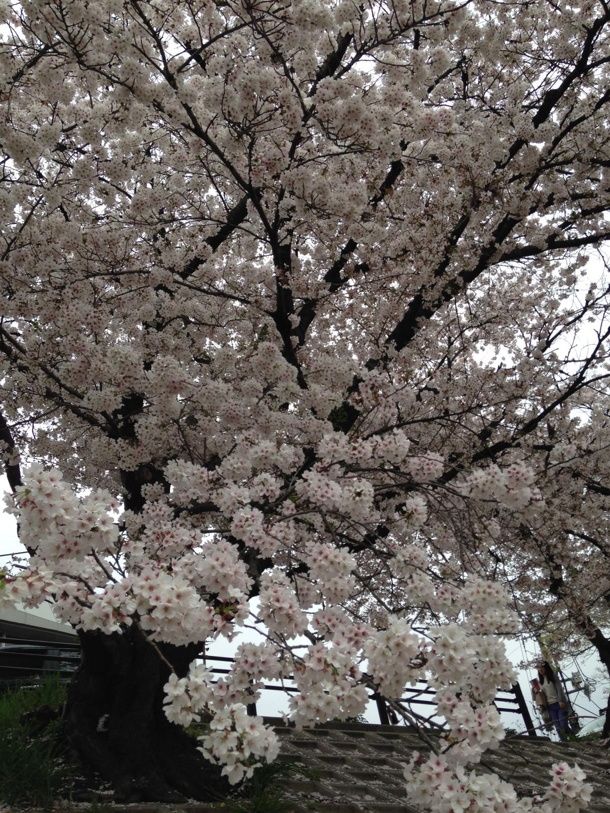 岡山で初のお花見