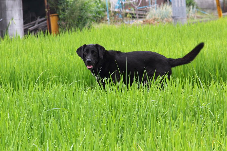 老犬ぶいちゃんと最近思うこと