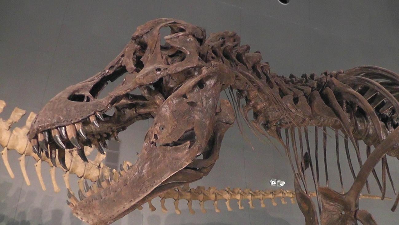 思い出の家族旅行　福井恐竜博物館