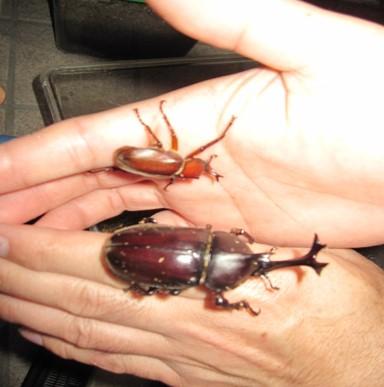 カブトムシの飼育