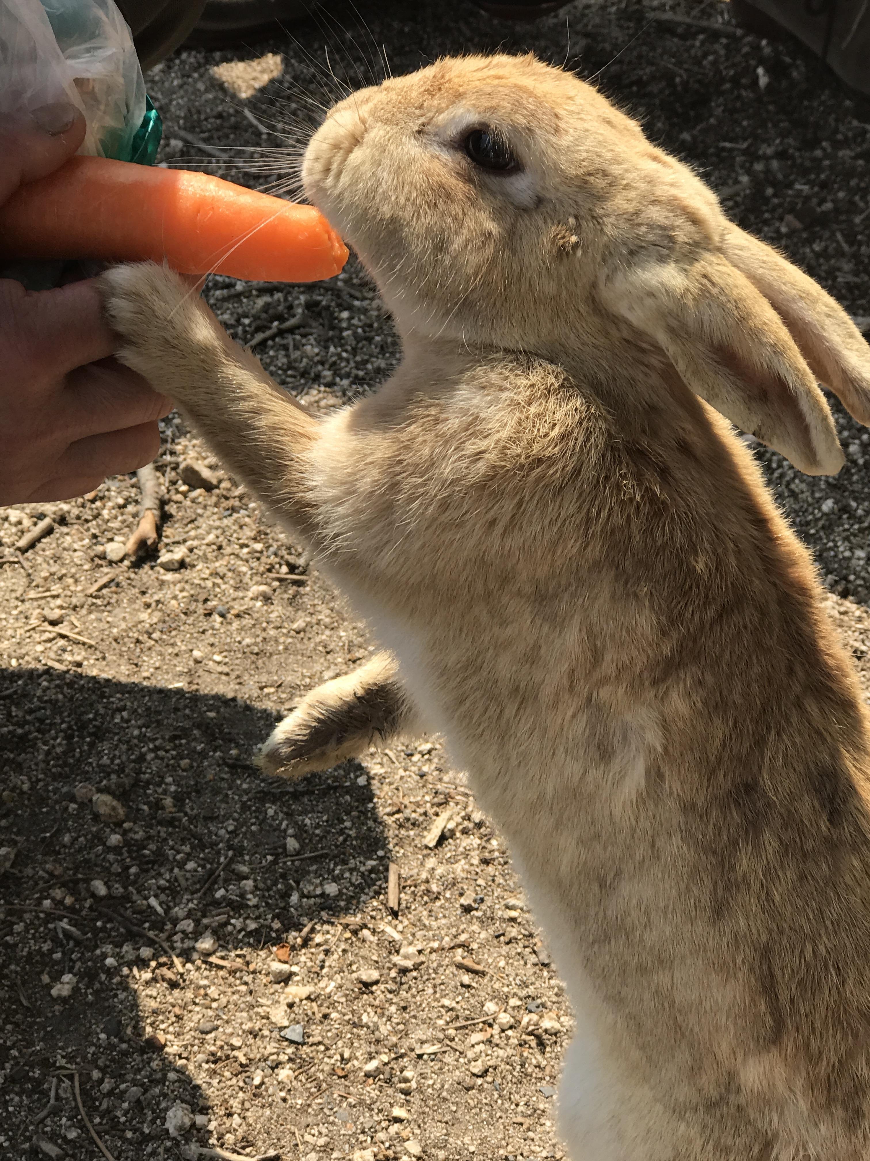 うさぎ島に行ってきました！！