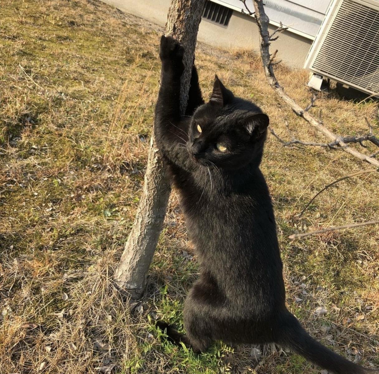 うちのにゃんこ　積層造形デザイン事業部　内田菜月