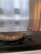 飼っている亀の話　環境支援課　井口英奈