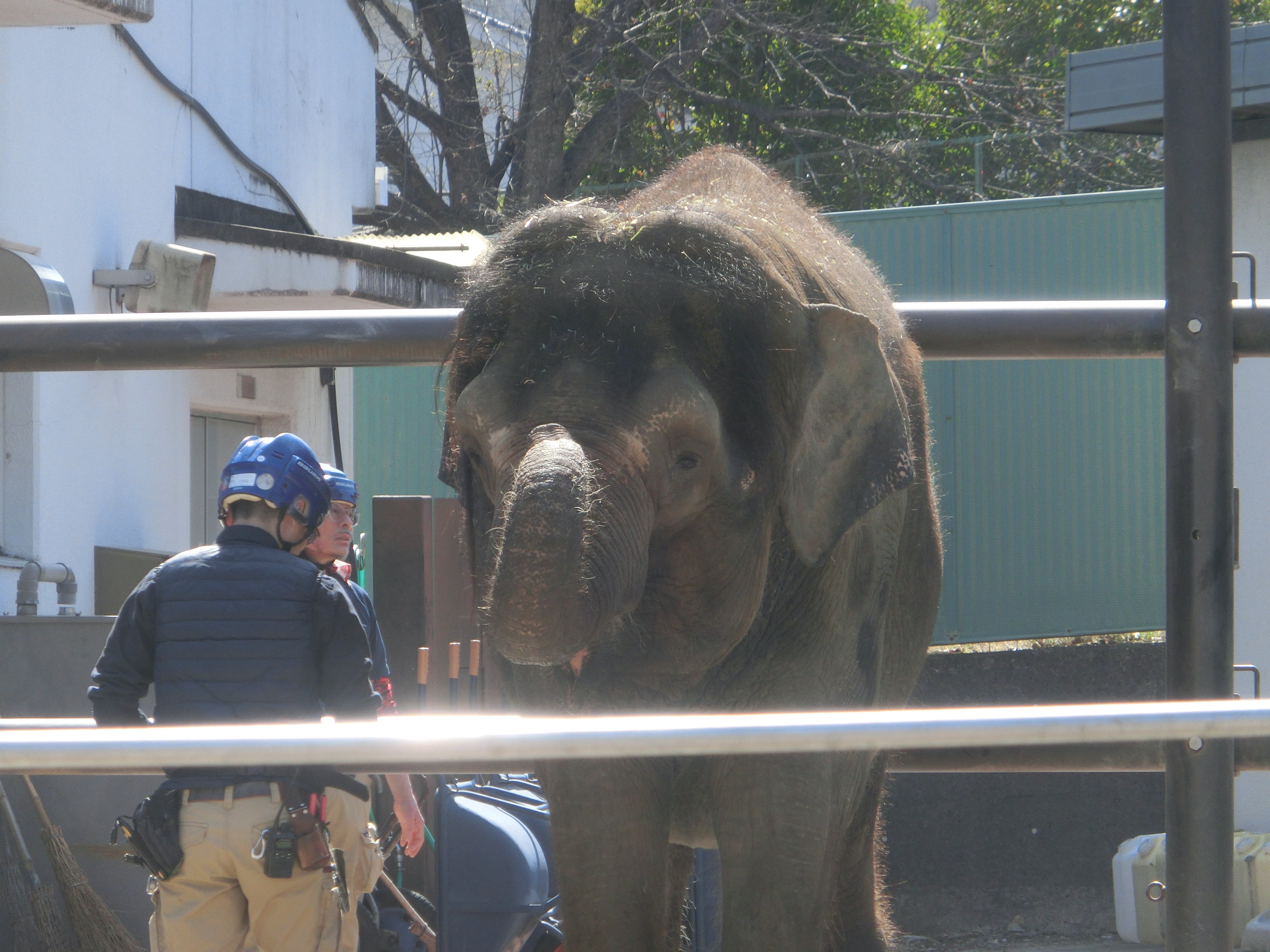 福山市立動物園　メッキ第一事業部　小椋清香
