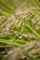 お米で暇つぶし計算　メッキ第三事業部　香西健一